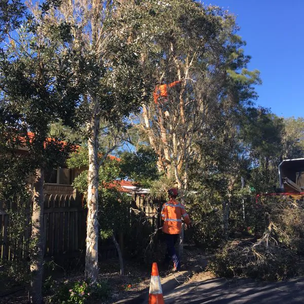 Safeguard Your Home: Essential Tips for Bushfire-Ready Vegetation ...