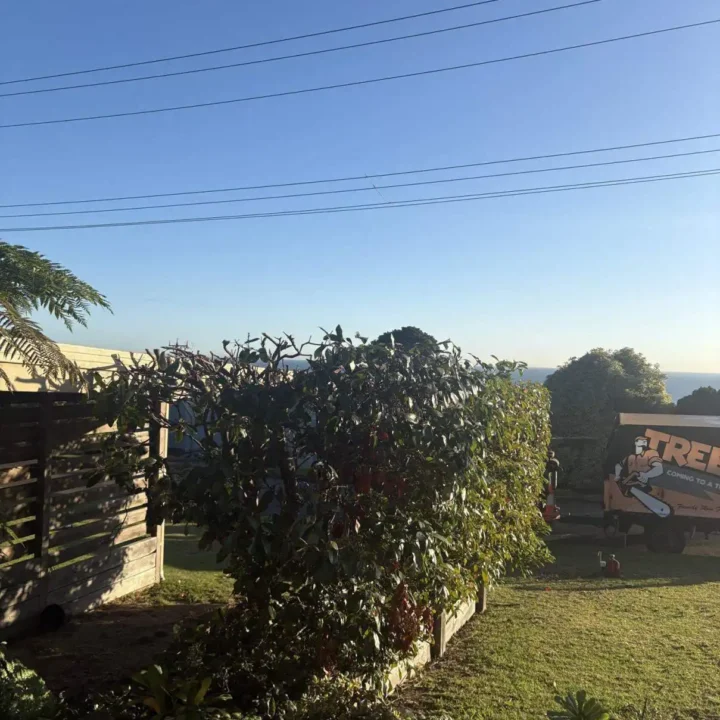 Tree Removal Dromana
