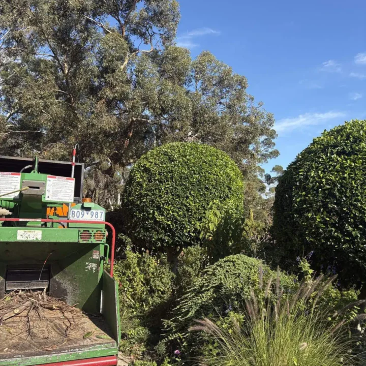 Tree Removal Dromana