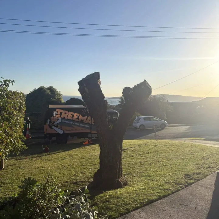Tree Removal Dromana