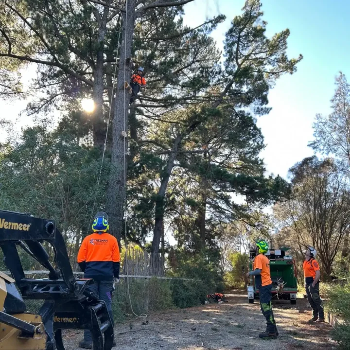 Tree Removal Mornington Peninsula