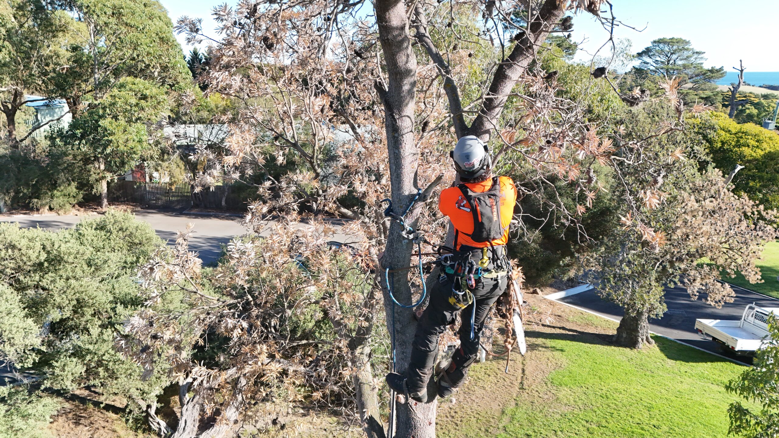 Navigate complex tree regulations and property development with Treeman Melbourne’s new Certificate 5 Qualified Reporting service. Get expert insights for informed decisions, from tree health assessments to detailed arboricultural impact studies.