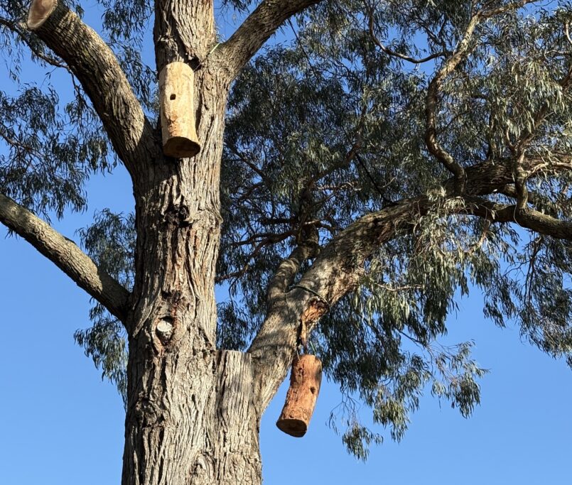 As nature reawakens, so do your trees! Discover vital spring care tips to ensure your garden thrives, stays safe, and looks its absolute best this season. Treeman Melbourne is here to help.