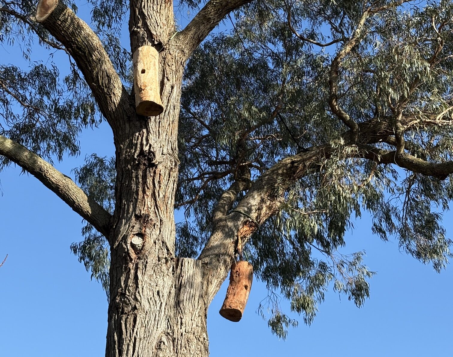 As nature reawakens, so do your trees! Discover vital spring care tips to ensure your garden thrives, stays safe, and looks its absolute best this season. Treeman Melbourne is here to help.