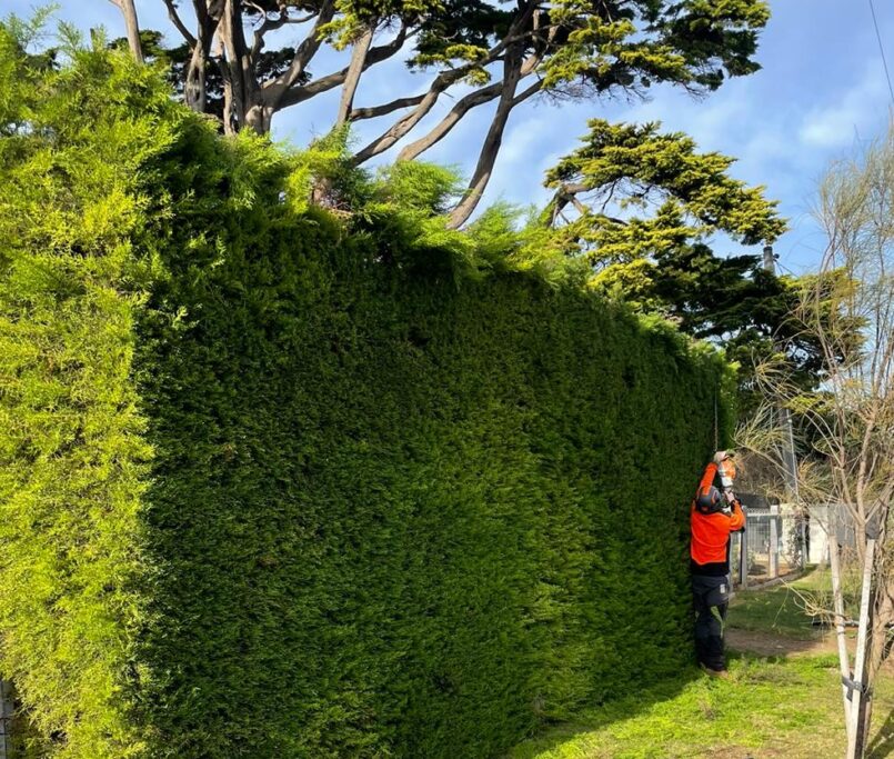 After a season of growth, your hedges are ready for a tidy-up. Discover the secrets to perfectly shaped hedges, from early training to tackling overgrown giants, and claim 10% off with our Spring Saver offer!