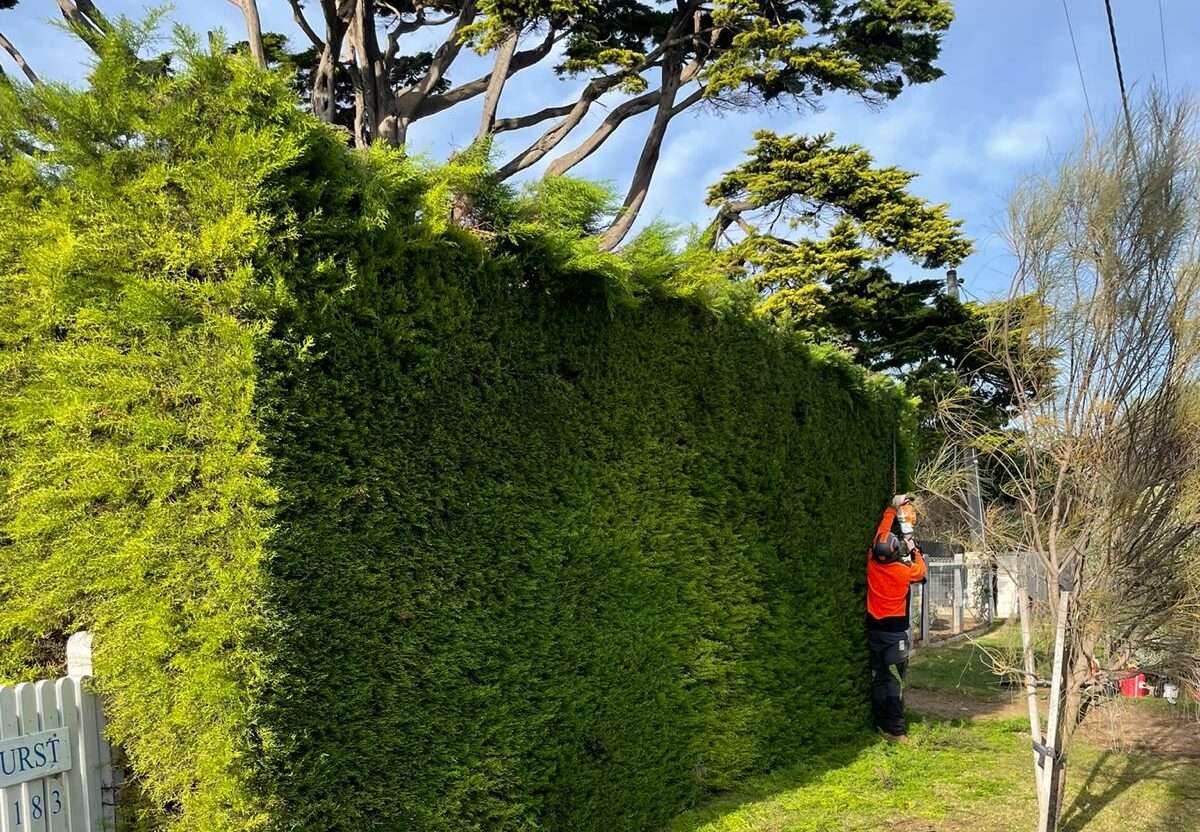 After a season of growth, your hedges are ready for a tidy-up. Discover the secrets to perfectly shaped hedges, from early training to tackling overgrown giants, and claim 10% off with our Spring Saver offer!
