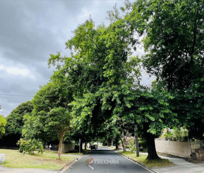 A vital new law protects established canopy trees in Victoria from September 2025. Understand how it impacts your property and why professional guidance is essential to ensure compliance and avoid penalties.
