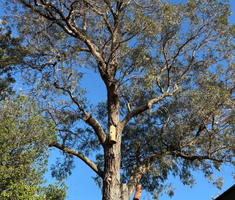 Why early autumn is perfect for planting. 🌳 Warm soil and cooler days make planting ideal now.