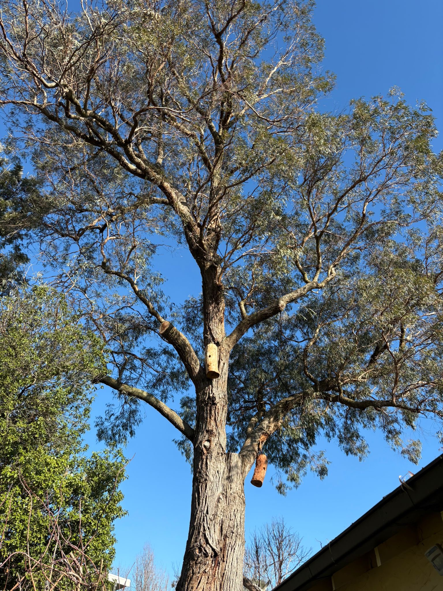 Why early autumn is perfect for planting. 🌳 Warm soil and cooler days make planting ideal now.