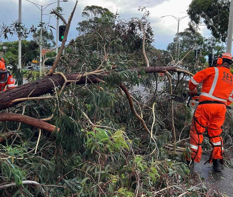 Prepare your garden for the harsh winter months by learning how to storm ready your trees. Discover the importance of professional inspections, pruning, bracing, and removals to keep your Melbourne property safe.