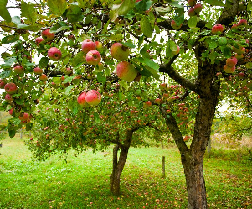 Discover why late June is the perfect time in Melbourne to prune your pome fruit trees. Learn the best techniques for apples, pears, and quinces to ensure a bountiful, healthy spring harvest.