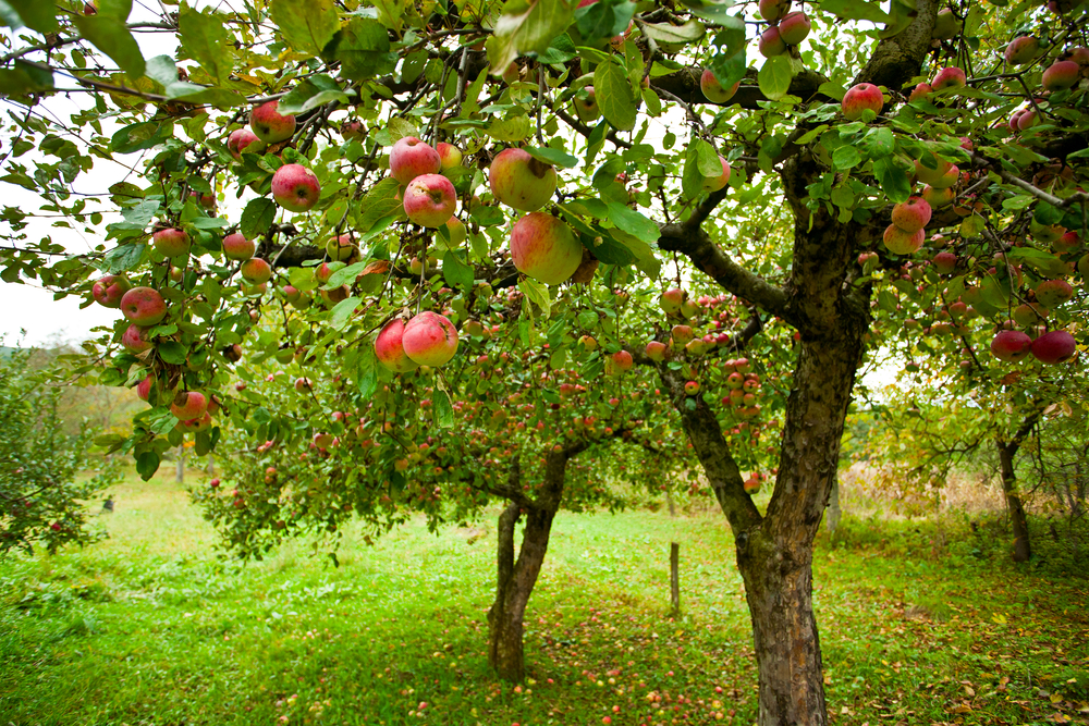 Discover why late June is the perfect time in Melbourne to prune your pome fruit trees. Learn the best techniques for apples, pears, and quinces to ensure a bountiful, healthy spring harvest.
